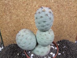 Tephrocactus geometricus 10x V 12 cm - 12396380