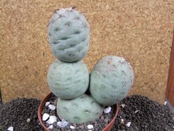 Tephrocactus geometricus 10x V 12 cm - 12396381