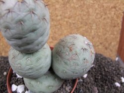 Tephrocactus geometricus 10x V 12 cm - 12396382