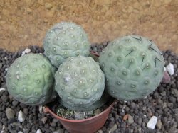 Tephrocactus geometricus 10x V 4 cm