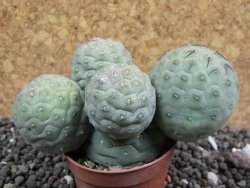 Tephrocactus geometricus 10x V 4 cm - 12396385