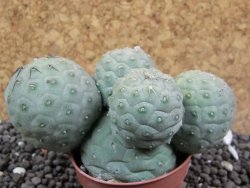 Tephrocactus geometricus 10x V 4 cm - 12396386