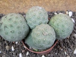 Tephrocactus geometricus 10x V 4 cm - 12396387