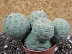 Tephrocactus geometricus 10x V 4 cm - 12396388