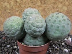 Tephrocactus geometricus 10x V 4 cm - 12396389