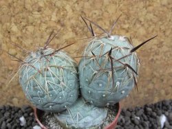 Tephrocactus geometricus pot 5,5 cm - 12396390