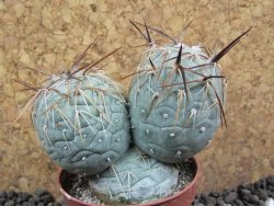 Tephrocactus geometricus pot 5,5 cm