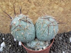 Tephrocactus geometricus pot 5,5 cm - 12396392