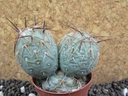 Tephrocactus geometricus pot 5,5 cm - 12396393
