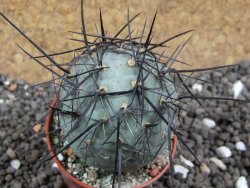 Tephrocactus geometricus pot 5,5 cm - 12396394