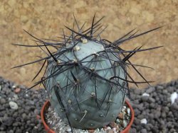 Tephrocactus geometricus pot 5,5 cm