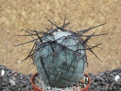 Tephrocactus geometricus pot 5,5 cm - 12396396