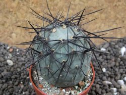 Tephrocactus geometricus pot 5,5 cm - 12396397
