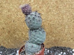 Tephrocactus geometricus V 9 cm