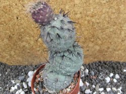Tephrocactus geometricus V 9 cm - 12396399