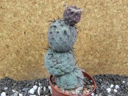 Tephrocactus geometricus V 9 cm - 12396400