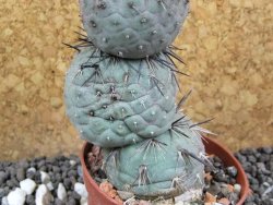 Tephrocactus geometricus V 9 cm - 12396401