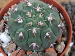 Gymnocalycium vatteri unguispinum, pot 5,5 cm