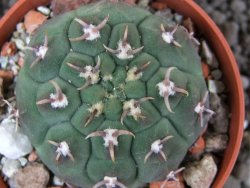 Gymnocalycium vatteri unguispinum, pot 5,5 cm - 12396427