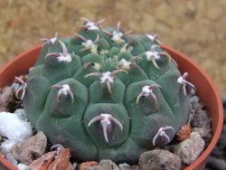 Gymnocalycium vatteri unguispinum, pot 5,5 cm - 12396428