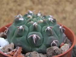 Gymnocalycium vatteri unguispinum, pot 5,5 cm - 12396429