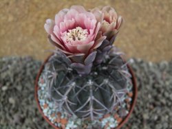 Gymnocalycium spegazzinii MM 195, pot 10 cm - 12396445