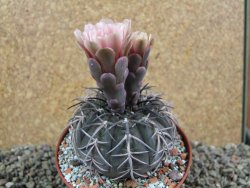 Gymnocalycium spegazzinii MM 195, pot 10 cm - 12396447