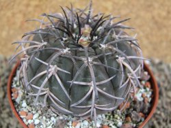 Gymnocalycium spegazzinii MM 195, pot 10 cm - 12396449