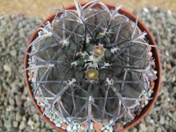 Gymnocalycium spegazzinii MM 195, pot 10 cm - 12396450