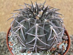 Gymnocalycium spegazzinii MM 195, pot 10 cm - 12396451