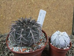 Gymnocalycium spegazzinii MM 195, pot 10 cm - 12396452