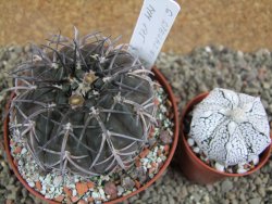 Gymnocalycium spegazzinii MM 195, pot 10 cm - 12396453