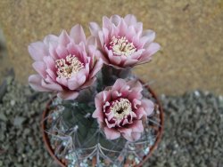 Gymnocalycium spegazzinii MM 195, pot 10 cm - 12396454