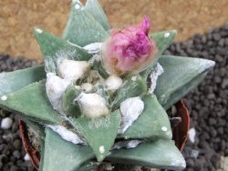 Ariocarpus retusus scapharostroides Cerritos pot 6 Cites IA
