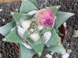 Ariocarpus retusus scapharostroides Cerritos pot 6 Cites IA - 12396463