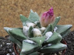 Ariocarpus retusus scapharostroides Cerritos pot 6 Cites IA - 12396464