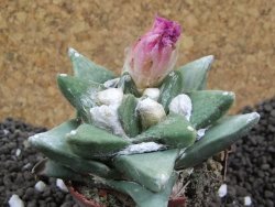 Ariocarpus retusus scapharostroides Cerritos pot 6 Cites IA - 12396466