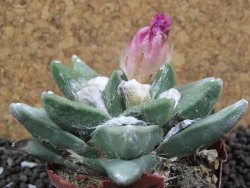 Ariocarpus retusus scapharostroides Cerritos pot 6 Cites IA - 12396467