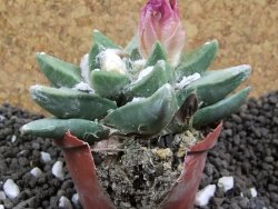 Ariocarpus retusus scapharostroides Cerritos pot 6 Cites IA - 12396468