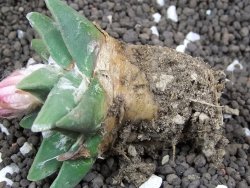 Ariocarpus retusus scapharostroides Cerritos pot 6 Cites IA - 12396469