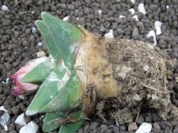 Ariocarpus retusus scapharostroides Cerritos pot 6 Cites IA - 12396470