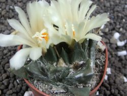 Ariocarpus trigonus minor, pot 5,5 cm - 12396478