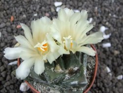 Ariocarpus trigonus minor, pot 5,5 cm - 12396479
