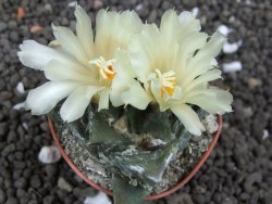 Ariocarpus trigonus minor, pot 5,5 cm - 12396480