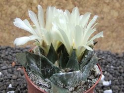 Ariocarpus trigonus minor, pot 5,5 cm - 12396481
