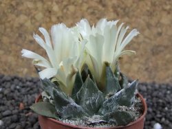 Ariocarpus trigonus minor, pot 5,5 cm