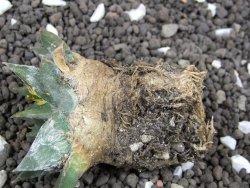 Ariocarpus trigonus minor, pot 5,5 cm - 12396483