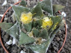 Ariocarpus trigonus minor, pot 5,5 cm - 12396484