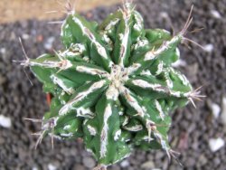 Astrophytum Dinosaur (Fukurio Hannya) pot 5,5 cm - 12396555