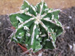 Astrophytum Dinosaur (Fukurio Hannya) pot 5,5 cm - 12396556
